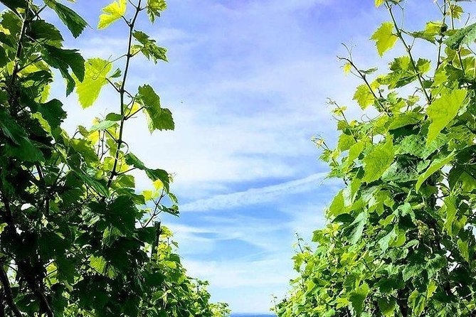Champagne Lamiable: From the Vineyard to Your Own Bottle Full Experience - Champagne Tasting Experience