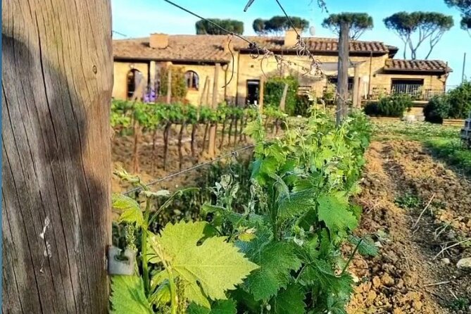 Chianti Classico Wine Tour and Tasting - Traveler Feedback