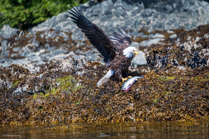 Chilkoot Lake Kayaing - Departing From Haines. - Pricing and Booking Information
