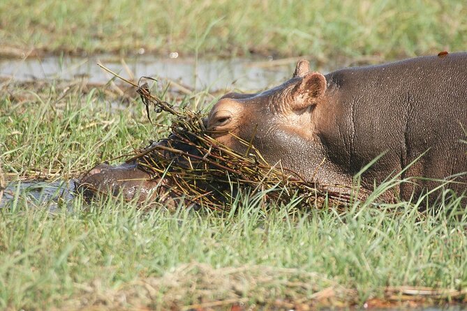 Chobe Day Trip - Tour Highlights