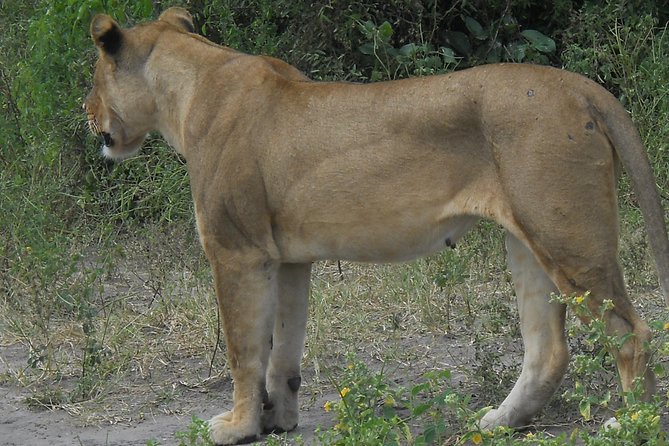 Chobe Full Day Safari Trip - Customer Reviews and Ratings