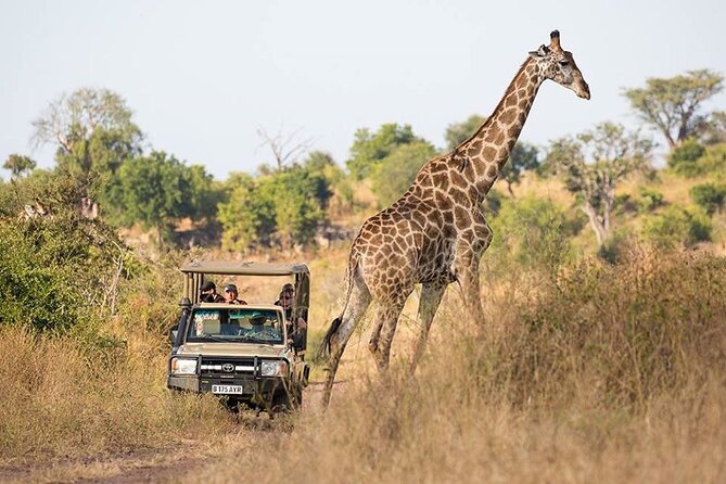 Chobe Full Day Trip - Accessibility Notes