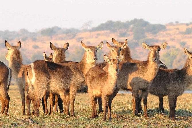 Chobe National Park 4X4 Day Safari and River Cruise - Border Crossing Formalities