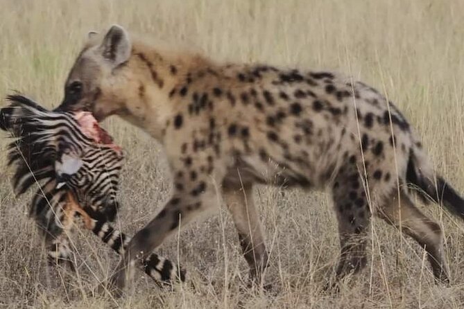 Chobe National Park From Victoria Falls - Meeting and Pickup Information