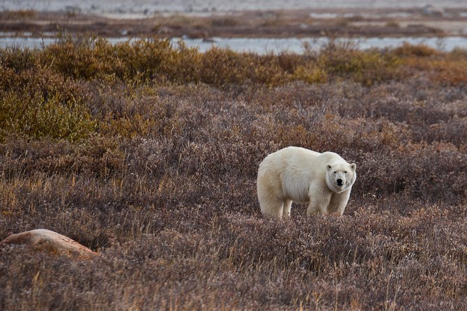 Classic 5 Night Churchill Polar Bear Adventure - Preparation and Accessibility