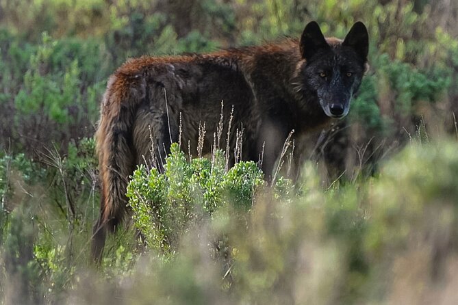 Classic Yellowstone National Park Lower Loop Picnic Lunch Tour - Tour Schedule