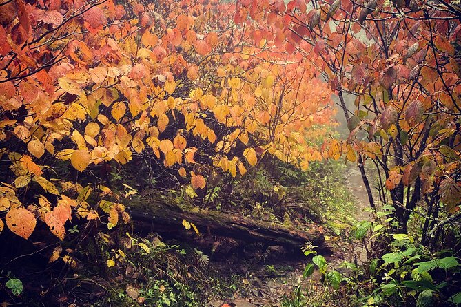 Clingmans Dome Hike - Scenic Drive to Trailhead