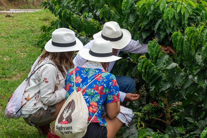 Coffee Tour, Sighting Pereira - Local Culture and Cuisine