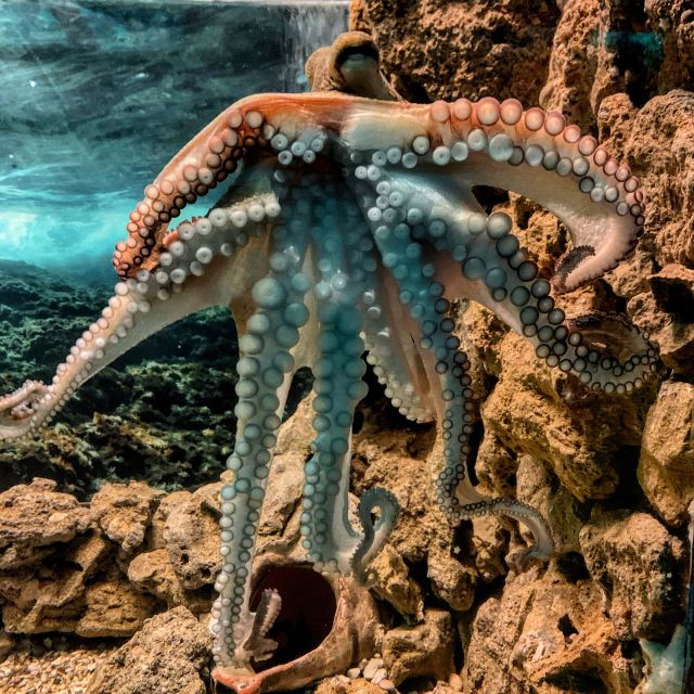 Corfu: Aquarium Entry Ticket With Guided Tour - Accessibility