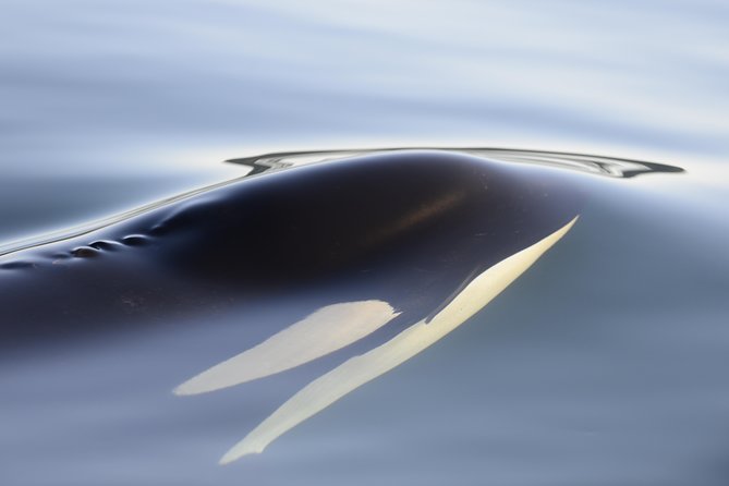 Cowichan Bay Half Day Whale & Wildlife Adventure - Meeting and Accessibility Details