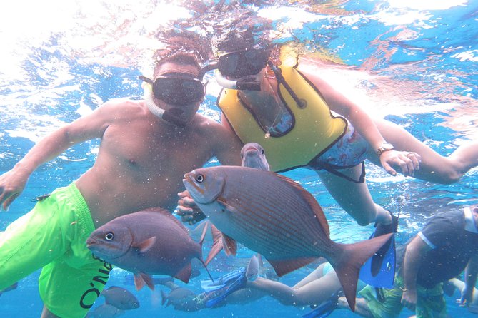 Cozumel Snorkeling Tour at Palancar & Colombia Reefs and El Cielo - Health Requirements