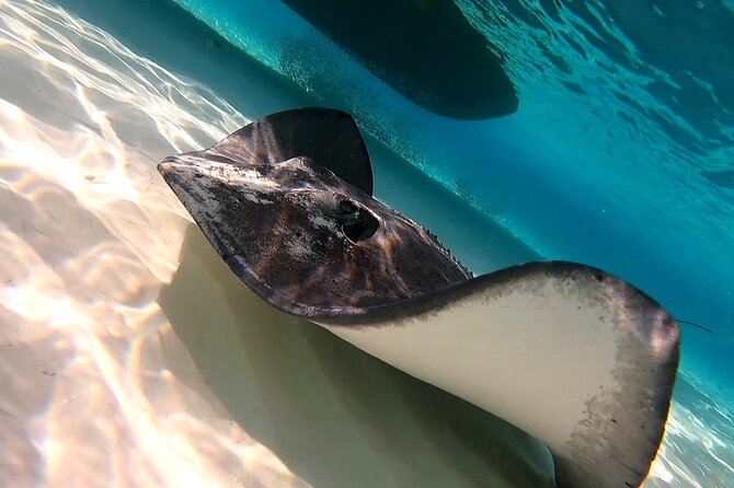 Cozumel Snorkeling Tour: Starfish, Stingrays and the Turtle Bay Experience - Common Highlights