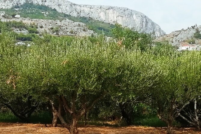 Culinary Half-Day Excursion in Klis Olive Tree Garden - Memorable Guest Experiences