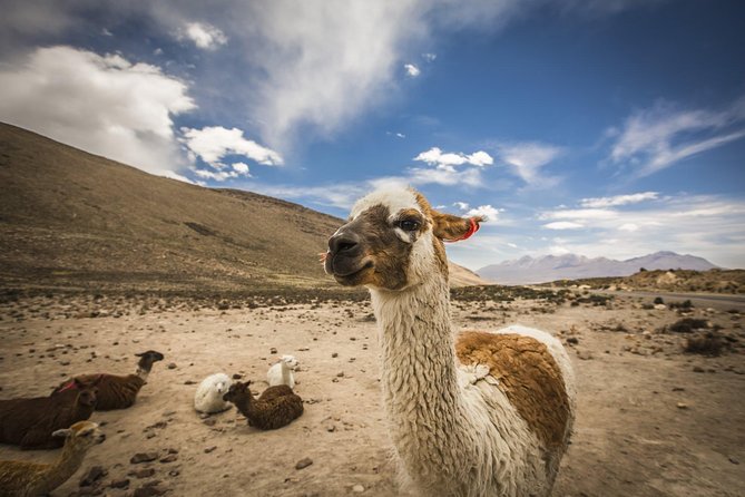 Cusco: Full Day Trekking in Palccoyo Mountain With Lunch - Trekking Through the Landscape