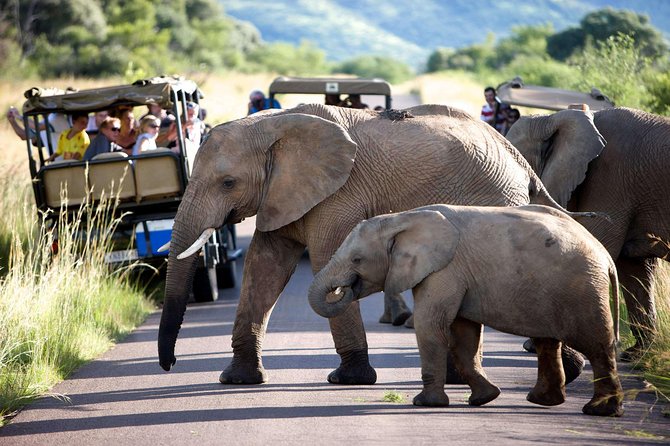 Daily Pilanesberg National Park Private Shuttle Services - Sandton Taxi Cabs Company Profile