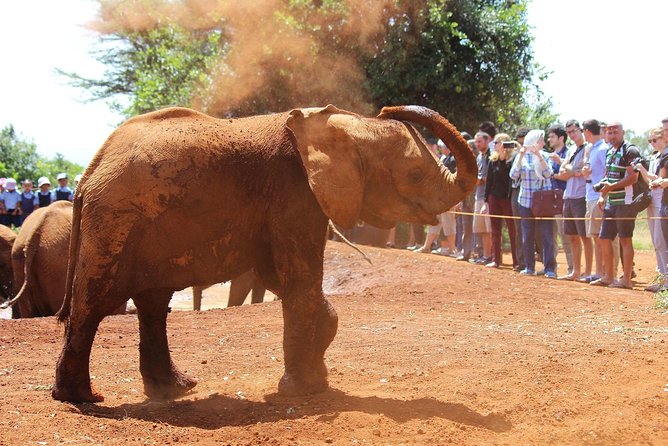 David Sheldrick Elephant Orphanage Half-Day Tour From Nairobi - Frequently Asked Questions