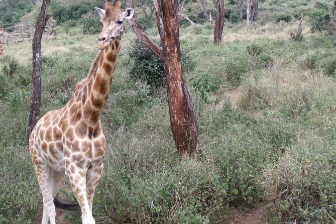 Day Tour Giraffe Center, Karen Blixen and Lunch at Carnivore - Transportation and Logistics