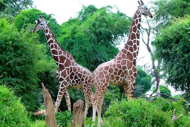 Day Tour Nairobi National Park - Wildlife Sightings