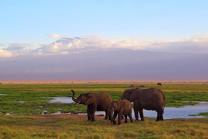 Day Tour To Amboseli National Park - Buffet Lunch at Oltuka Lodge