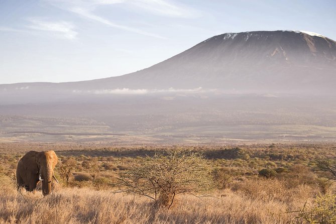 Day Tour to Amboseli National Park and Masai Village Tour - What to Expect