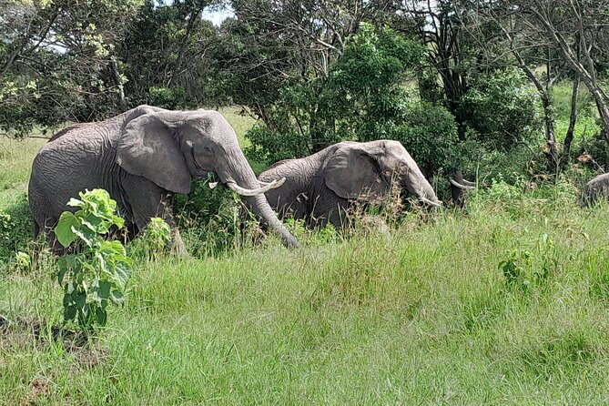 Day Tour To Amboseli National Park From Nairobi - Accessibility Features