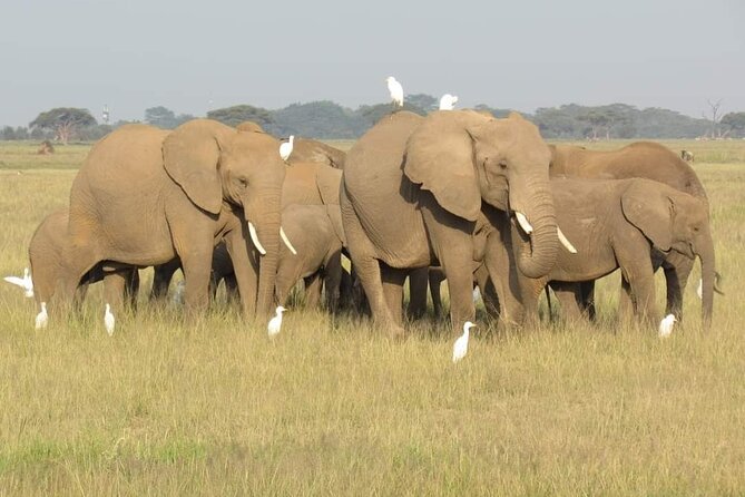 Day Tour to Amboseli National Park From Nairobi - Pickup and Transportation Details