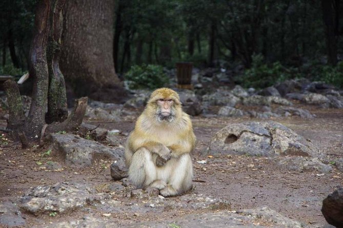 Day Trip From Fez to Middle Atlas Mountain - Included Amenities