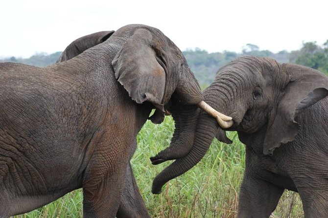 Day Trip Safari - Akagera National Park With Optional Lake Ihema Boat Safari - Tips for a Successful Trip