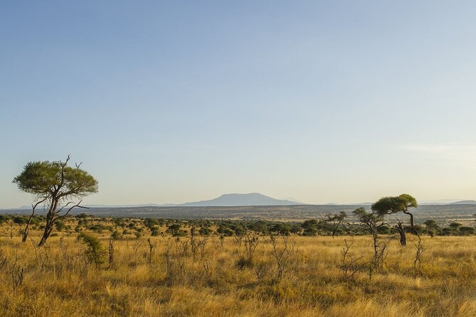 Day Trip Safari to Tarangire National Park - What to Expect on Safari