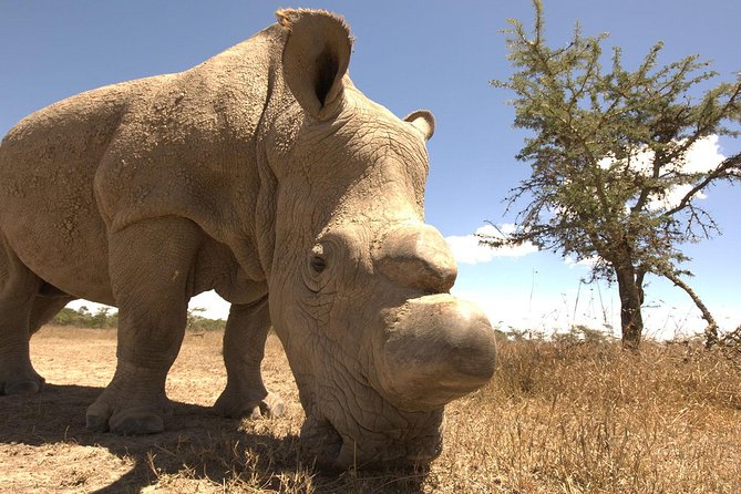 Day Trip to Ol Pejeta Conservancy From Nairobi - Exploring Wildlife Habitats