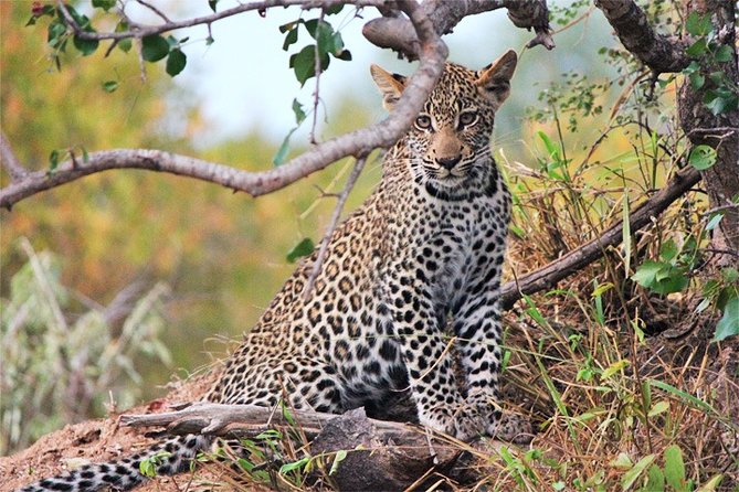 Day Trip - Tsavo East National Park ( Man Eater Lions of Tsavo & Other Big Five) - Wildlife Encounters