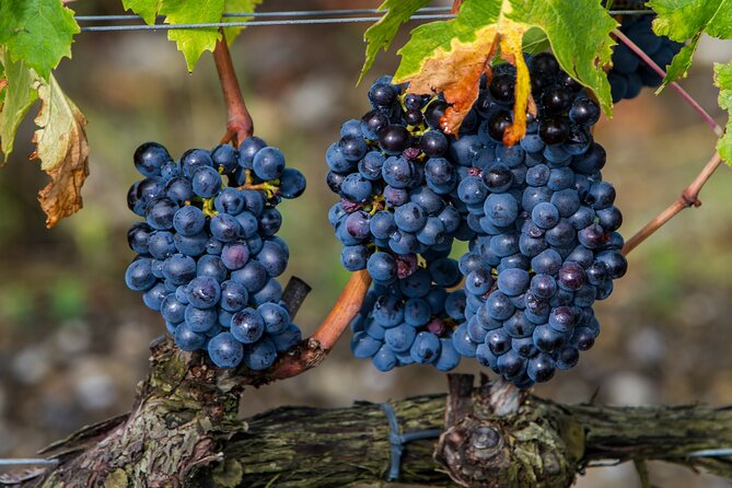 Delightful Tuscany Wine Experience in Charming Places - Flexibility and Cancellation Policy