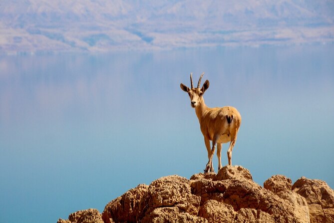 Desert Safari and Dead Sea Day Trip From Jerusalem - Desert Safari Experience