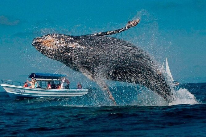 Discover Samana, Bacardi Island, the Limon Waterfall and the Whales - Included Amenities