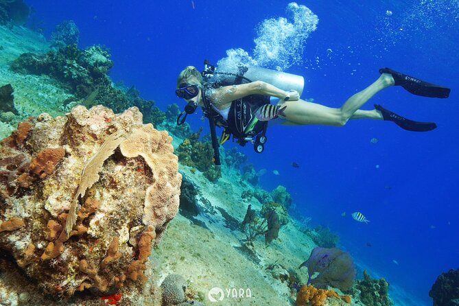 Discover Scuba Diving - Instructor Expertise and Guidance