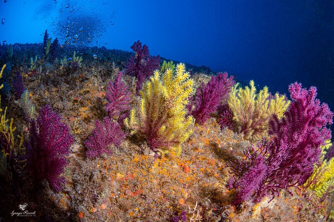Discover Scuba Diving First Dive Catania - Safety Protocols and Dive Procedures