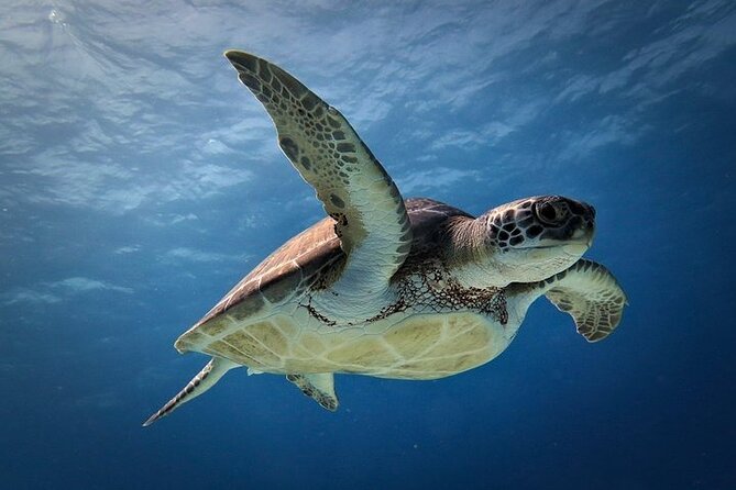 Discover Scuba Diving in Cozumel Paradise Reef - Diverse Marine Life Sightings
