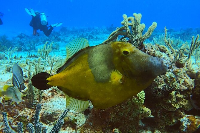 Discover Scuba Diving in Cozumel - Traveler Feedback