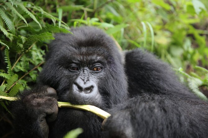 Discover the Beauty of Rwanda in 12Days - Akagera National Park: Big Game Safari
