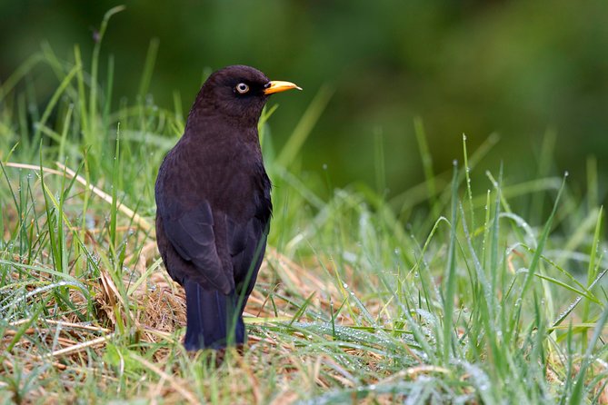 Discover the Largest Urban Park in the World - Highlights of the Park