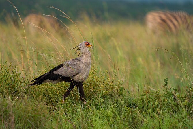 Discover the Pilanesberg With a Personalized Full Day Safari - All-Inclusive Convenience