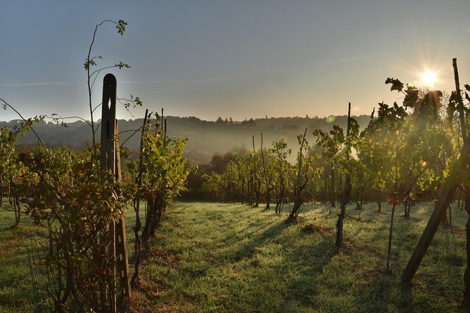 Discover the Wine Producers of Emilia Romagna - What to Expect on the Tour