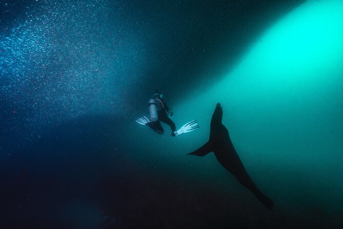 Dive in La Paz With Sea Lions, Turtles, Fish Schools and Wrecks - Traveler Feedback