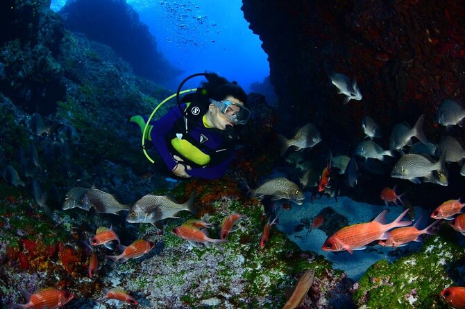 Diving Experience in Fernando De Noronha - Booking Information