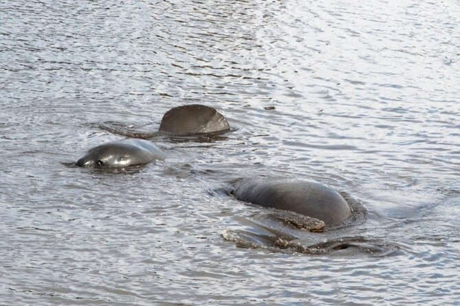 Dolphin and Manatee Clear Kayak or Paddleboard Island Hop Tour - Meeting Location