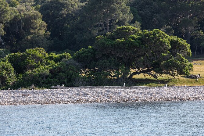 Dolphin Safari in Fažana - Included Amenities and Services