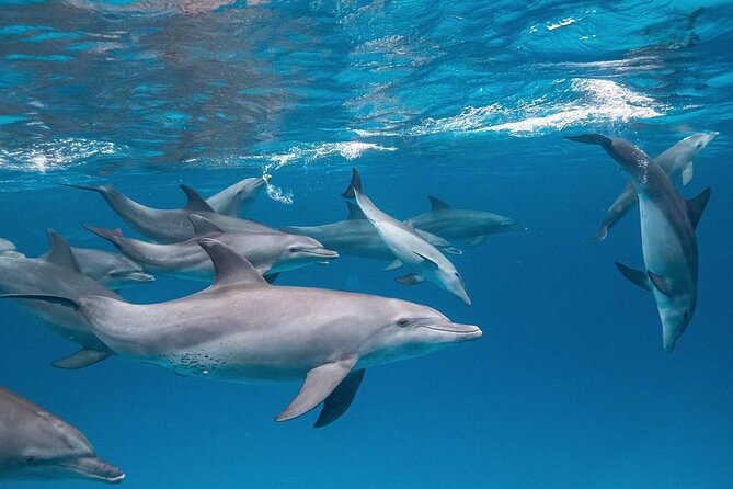 Dolphin Tour, Jozani Forest Tour, Kuza Cave Tour, Paje Beach,The Rock Restaurant - Kuza Cave Adventure