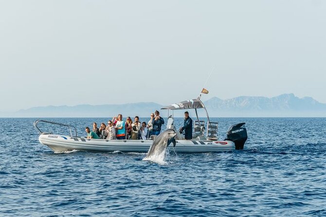 Dolphin Watching at Dawn in Alcúdia - Notable Experiences