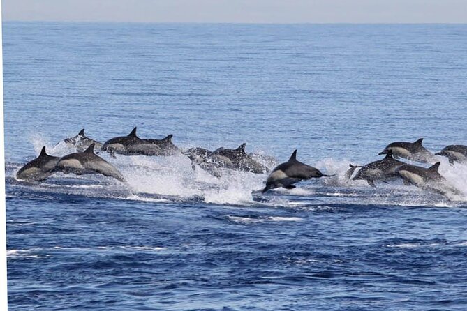 Dolphin Watching in Puerto Escondido - Highlights of Sightings