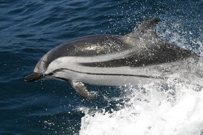 Dolphins Watching in Gibraltar - Day Trip From Seville - Cancellation Policy
